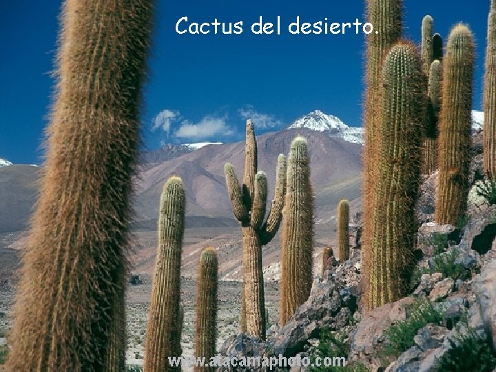 Cactus del desierto. 