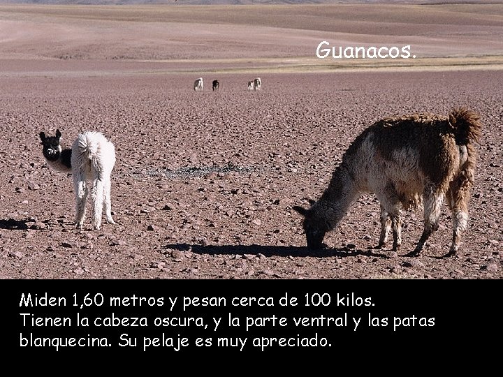 Guanacos. Miden 1, 60 metros y pesan cerca de 100 kilos. Tienen la cabeza