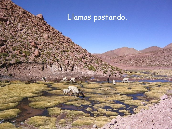 Llamas pastando. 