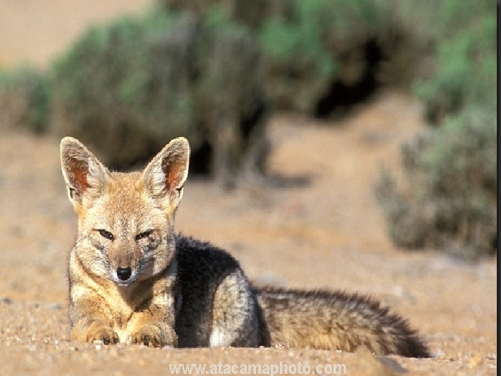 El Zorro del Desierto Se encuentra fácilmente en todos los sectores del Desierto. No