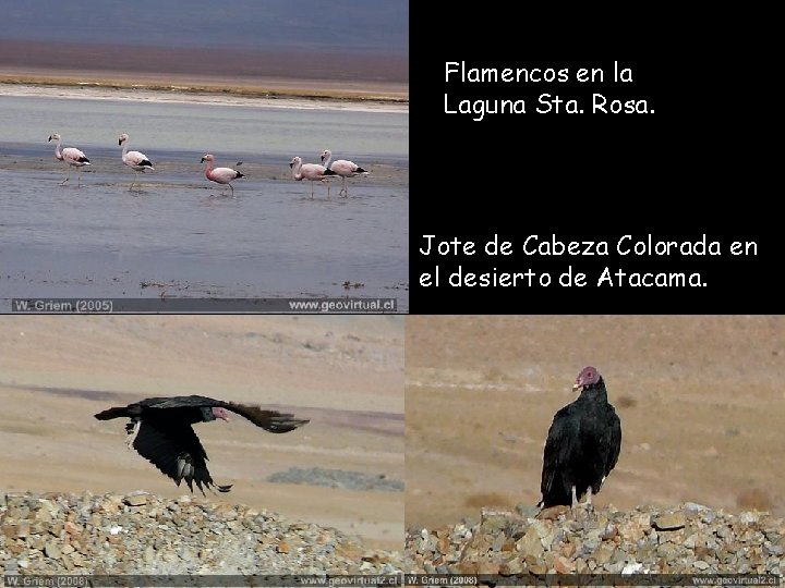 Flamencos en la Laguna Sta. Rosa. Jote de Cabeza Colorada en el desierto de