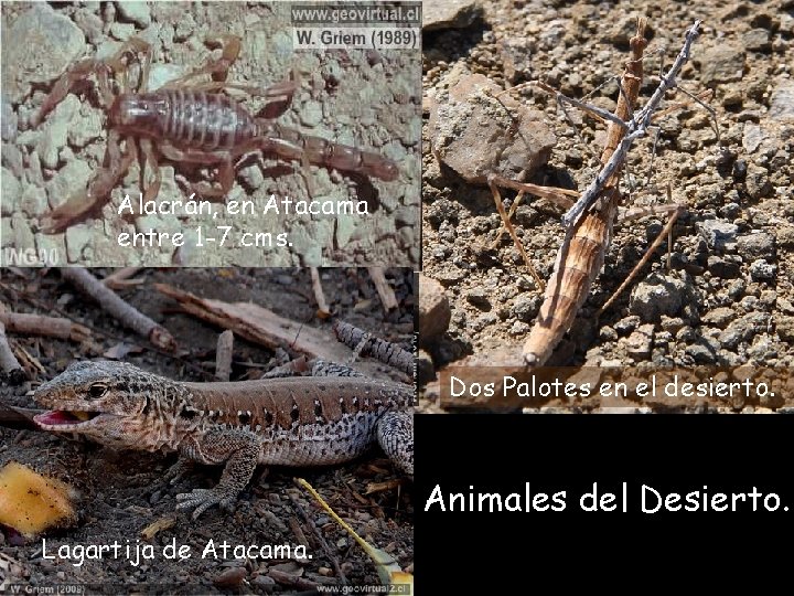 Alacrán, en Atacama entre 1 -7 cms. Dos Palotes en el desierto. Animales del