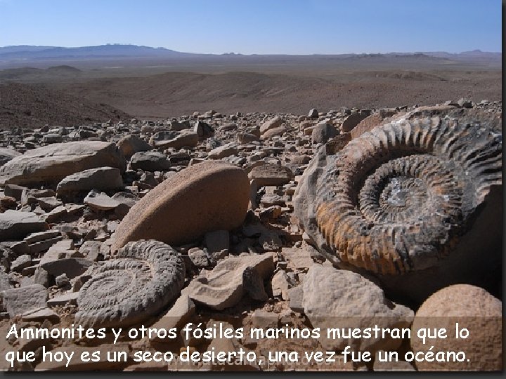 Ammonites y otros fósiles marinos muestran que lo que hoy es un seco desierto,