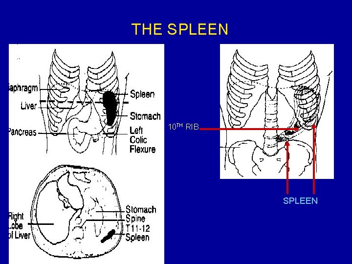 THE SPLEEN 10 TH RIB SPLEEN 