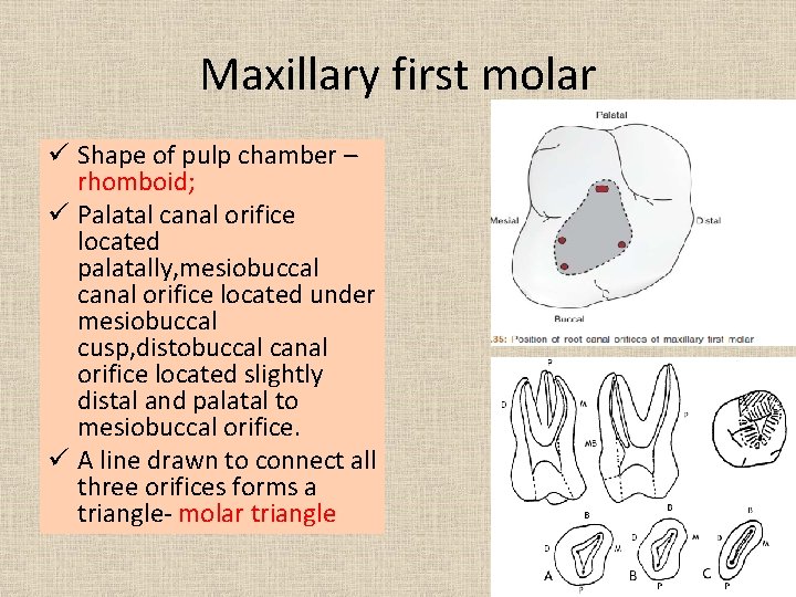 Maxillary first molar ü Shape of pulp chamber – rhomboid; ü Palatal canal orifice