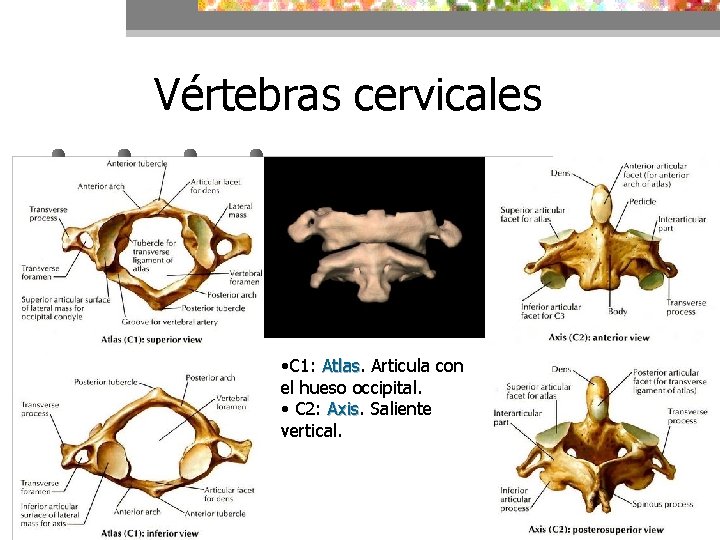 Vértebras cervicales • C 1: Atlas Articula con el hueso occipital. • C 2: