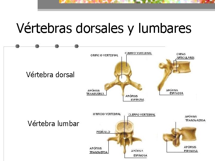 Vértebras dorsales y lumbares Vértebra dorsal Vértebra lumbar 