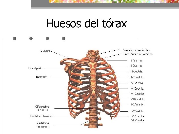 Huesos del tórax 