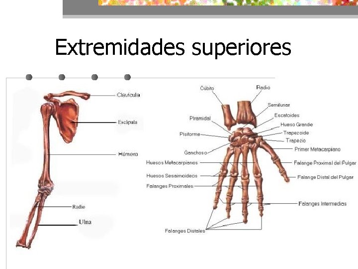 Extremidades superiores 