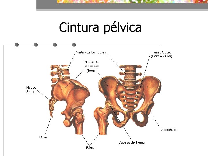 Cintura pélvica 