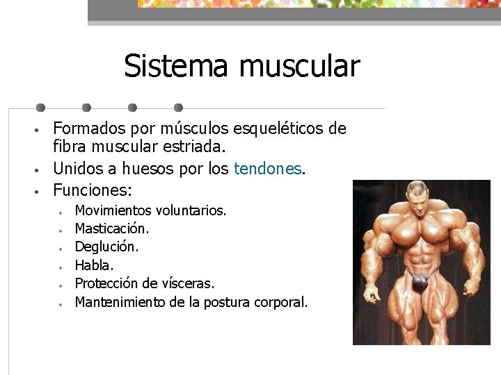 Sistema muscular • • • Formados por músculos esqueléticos de fibra muscular estriada. Unidos