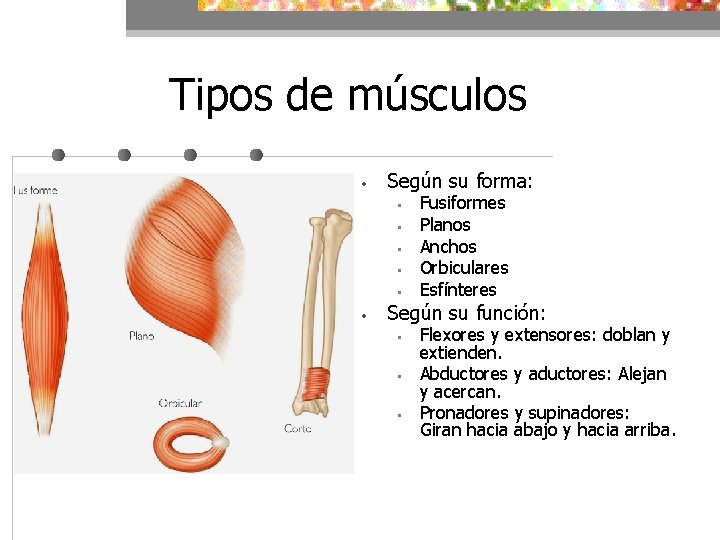 Tipos de músculos • Según su forma: • • • Fusiformes Planos Anchos Orbiculares