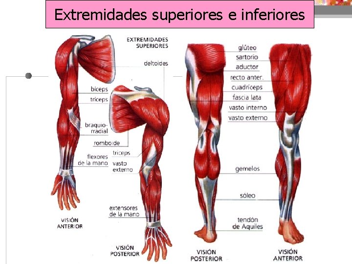 Extremidades superiores e inferiores 