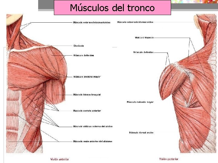 Músculos del tronco 