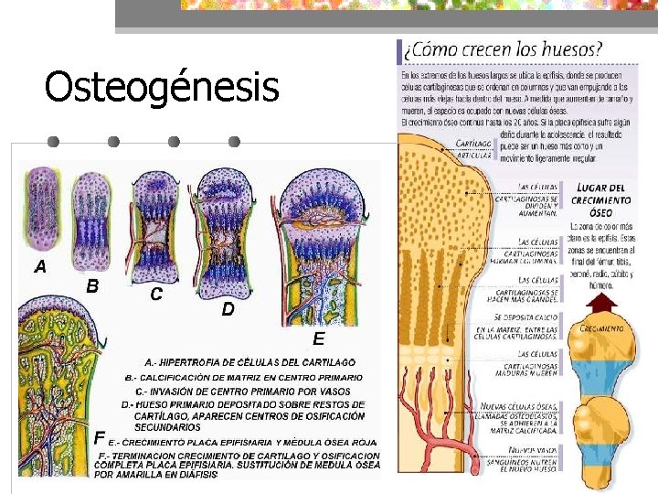 Osteogénesis 