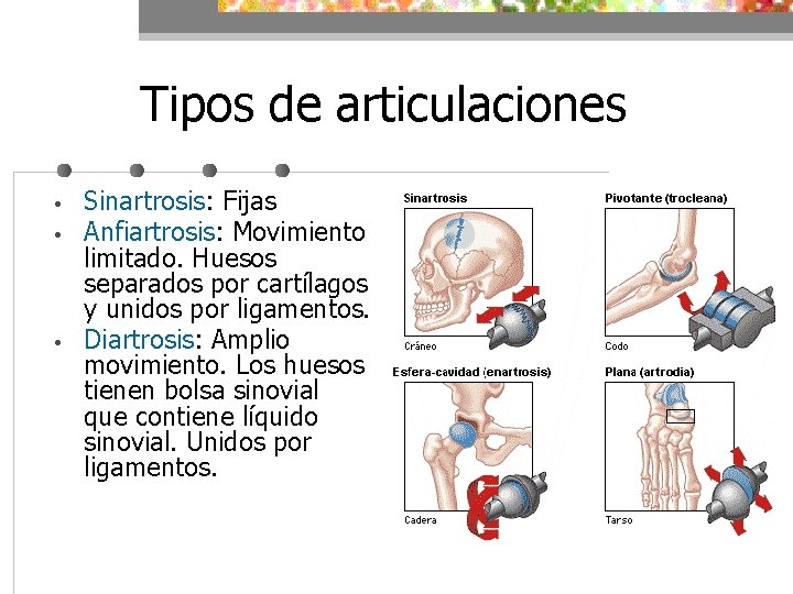 Tipos de articulaciones • • • Sinartrosis: Fijas Anfiartrosis: Movimiento limitado. Huesos separados por