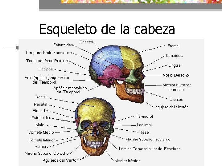 Esqueleto de la cabeza 