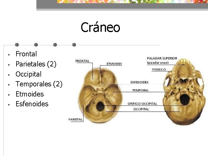 Cráneo • • • Frontal Parietales (2) Occipital Temporales (2) Etmoides Esfenoides 