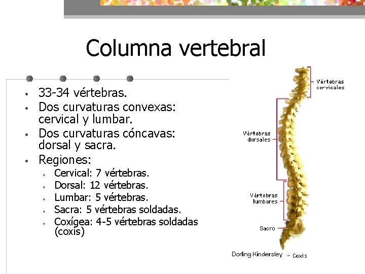 Columna vertebral • • 33 -34 vértebras. Dos curvaturas convexas: cervical y lumbar. Dos