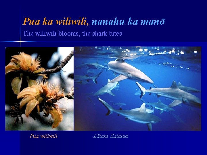 Pua ka wili, nanahu ka manō The wili blooms, the shark bites Pua wili