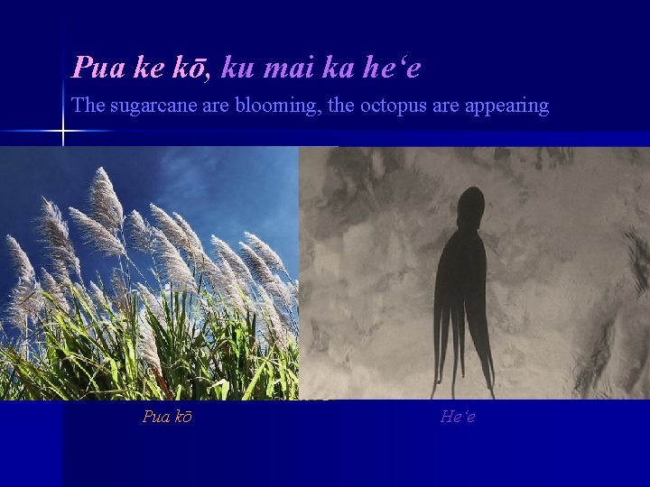 Pua ke kō, ku mai ka he‘e The sugarcane are blooming, the octopus are