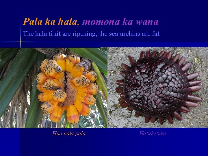 Pala ka hala, momona ka wana The hala fruit are ripening, the sea urchins