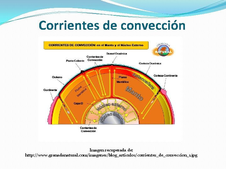 Corrientes de convección Imagen recuperada de: http: //www. granadanatural. com/imagenes/blog_articulos/corrientes_de_conveccion_1. jpg 