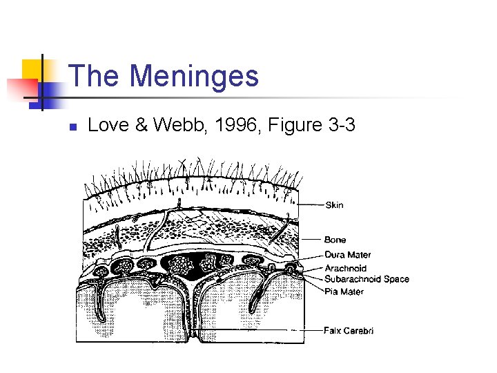 The Meninges n Love & Webb, 1996, Figure 3 -3 