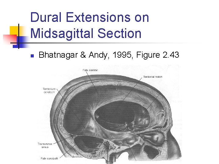 Dural Extensions on Midsagittal Section n Bhatnagar & Andy, 1995, Figure 2. 43 