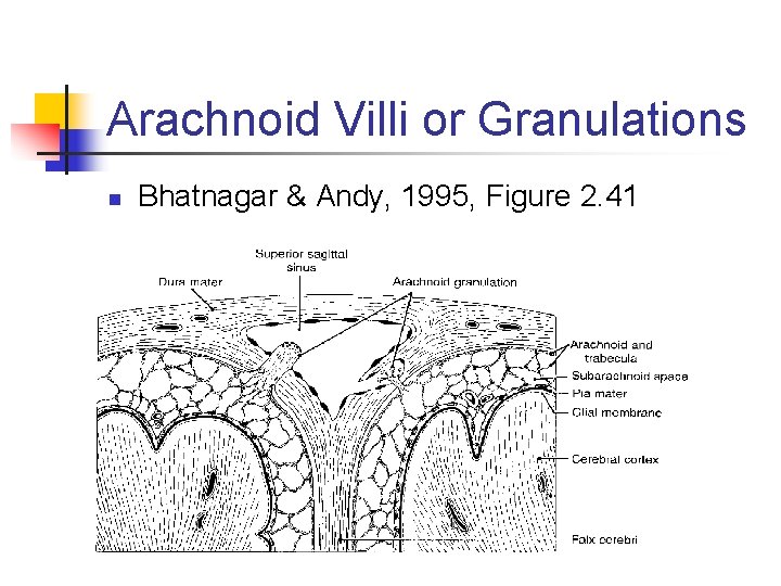 Arachnoid Villi or Granulations n Bhatnagar & Andy, 1995, Figure 2. 41 