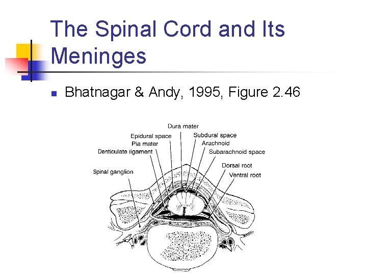 The Spinal Cord and Its Meninges n Bhatnagar & Andy, 1995, Figure 2. 46