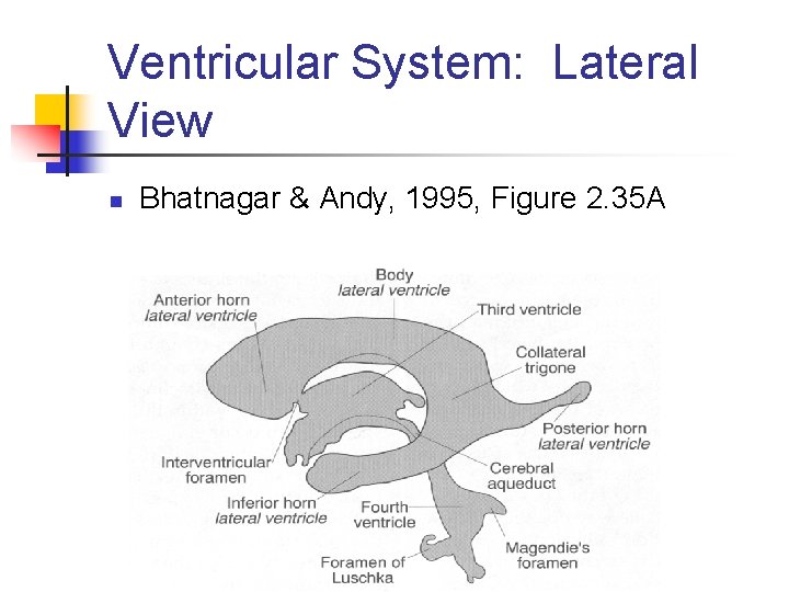 Ventricular System: Lateral View n Bhatnagar & Andy, 1995, Figure 2. 35 A 