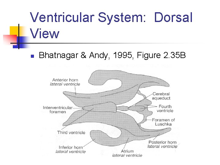 Ventricular System: Dorsal View n Bhatnagar & Andy, 1995, Figure 2. 35 B 