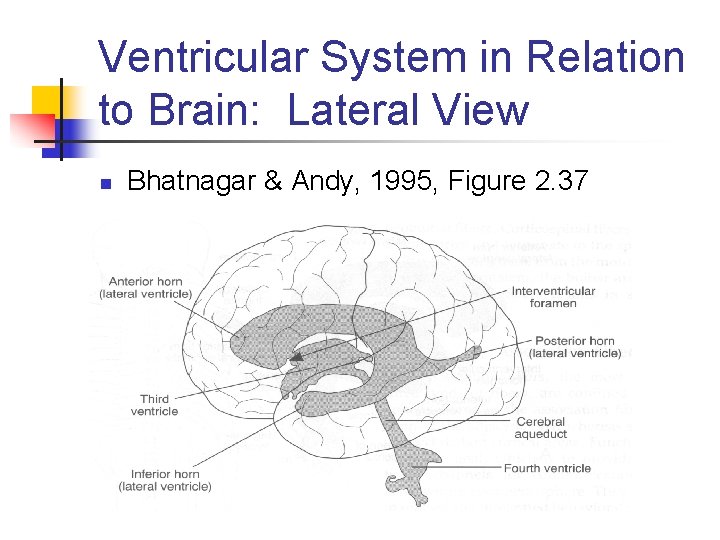 Ventricular System in Relation to Brain: Lateral View n Bhatnagar & Andy, 1995, Figure