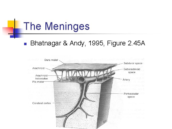 The Meninges n Bhatnagar & Andy, 1995, Figure 2. 45 A 