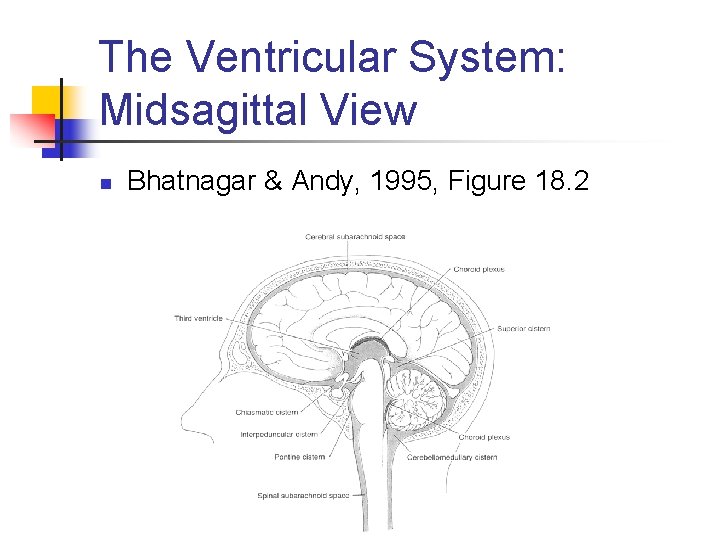 The Ventricular System: Midsagittal View n Bhatnagar & Andy, 1995, Figure 18. 2 