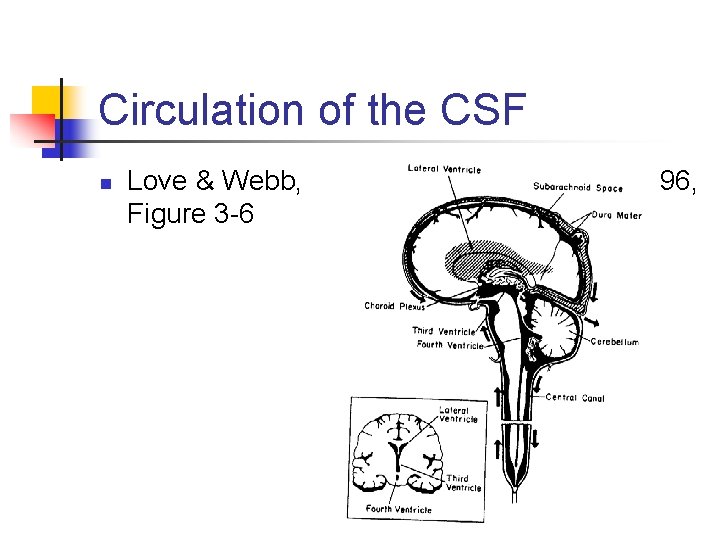 Circulation of the CSF n Love & Webb, Figure 3 -6 1996, 