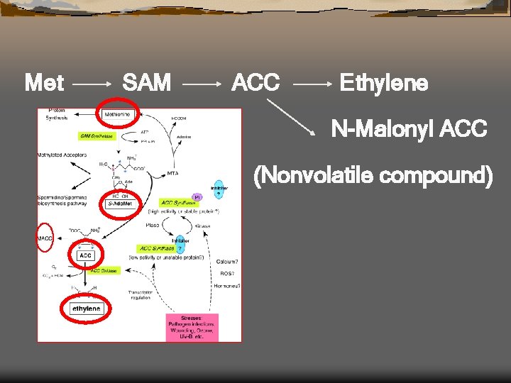 Met SAM ACC Ethylene N-Malonyl ACC (Nonvolatile compound) 