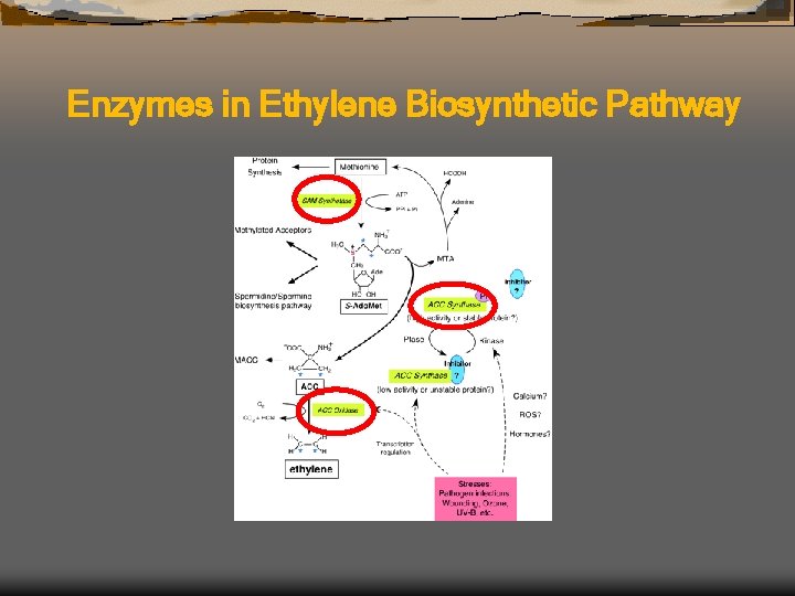 Enzymes in Ethylene Biosynthetic Pathway 