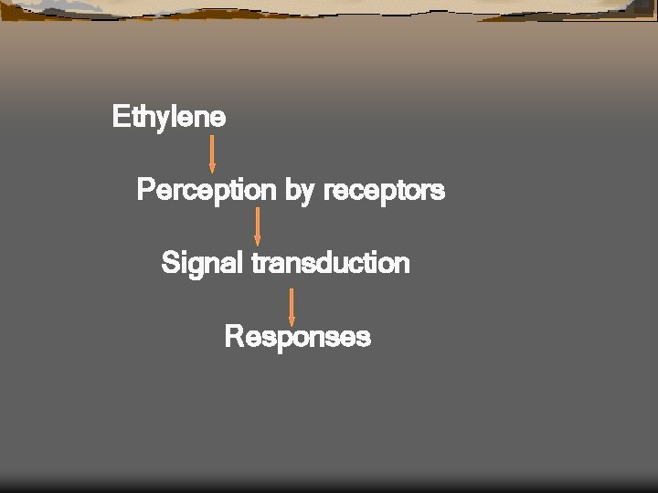 Ethylene Perception by receptors Signal transduction Responses 