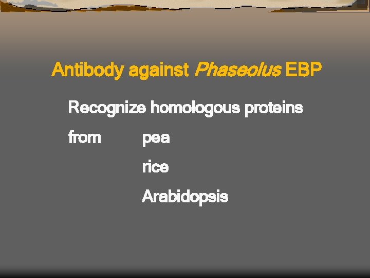 Antibody against Phaseolus EBP Recognize homologous proteins from pea rice Arabidopsis 