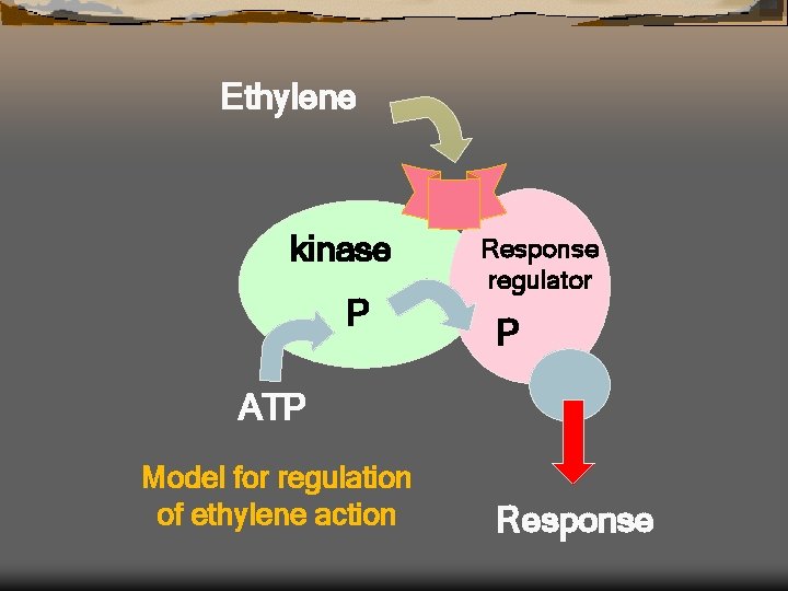 Ethylene kinase P Response regulator P ATP Model for regulation of ethylene action Response