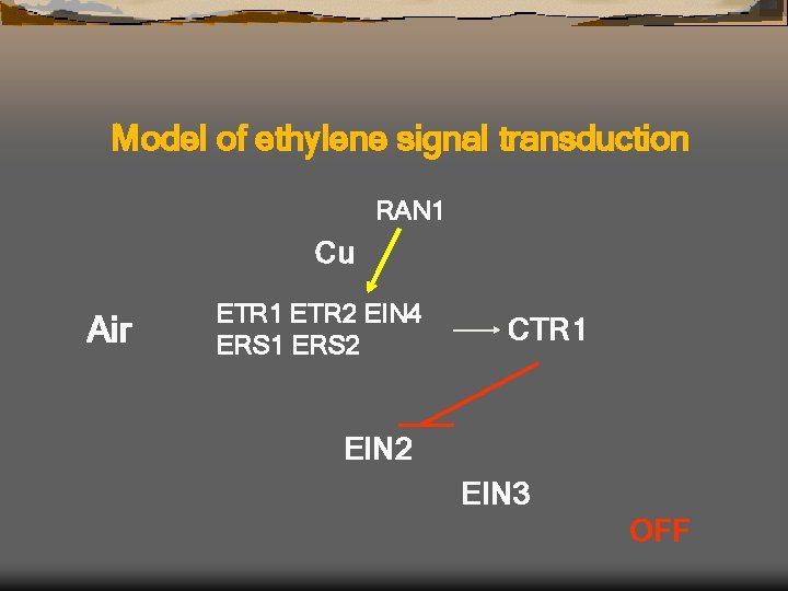 Model of ethylene signal transduction RAN 1 Cu Air ETR 1 ETR 2 EIN