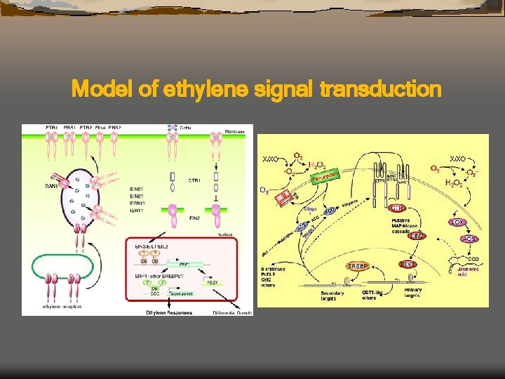 Model of ethylene signal transduction 