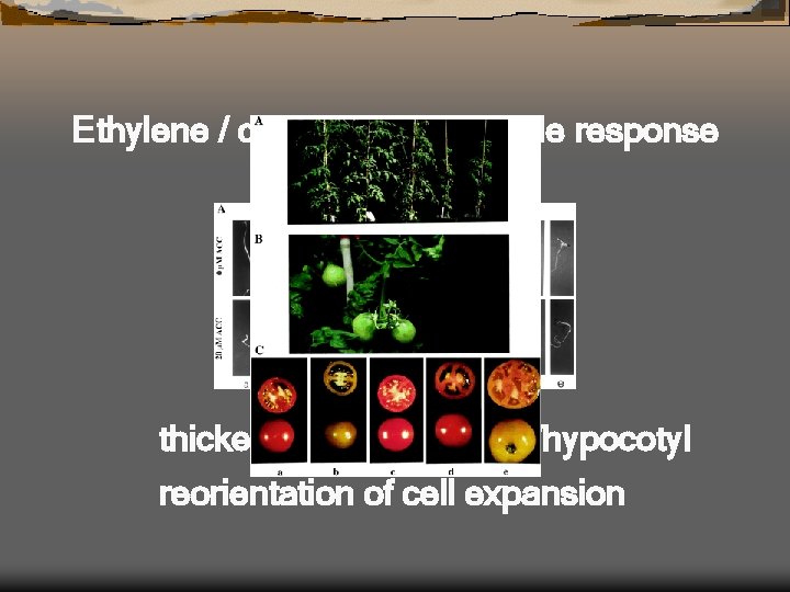 Ethylene / cell expansion / triple response thicker and shorter Root/hypocotyl reorientation of cell