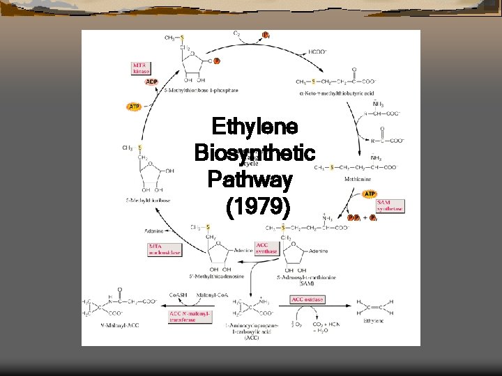 Ethylene Biosynthetic Pathway (1979) 