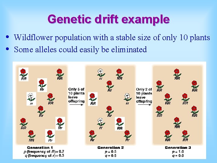 Genetic drift example • • Wildflower population with a stable size of only 10