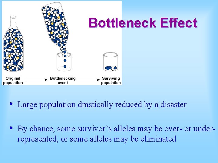 Bottleneck Effect • Large population drastically reduced by a disaster • By chance, some