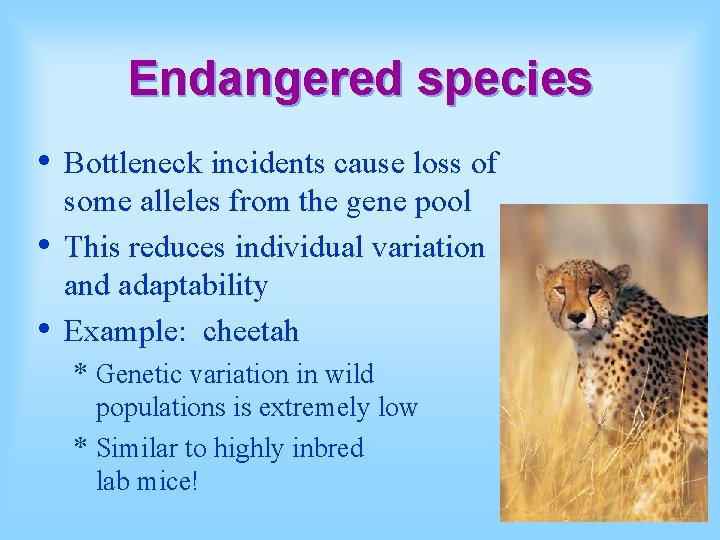 Endangered species • • • Bottleneck incidents cause loss of some alleles from the