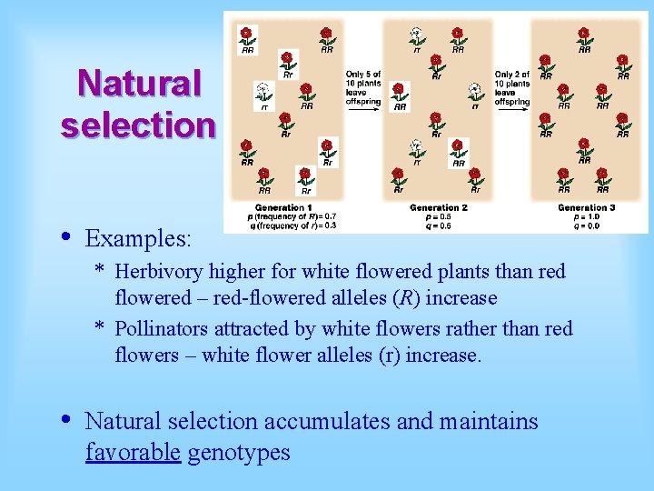 Natural selection • Examples: * Herbivory higher for white flowered plants than red flowered